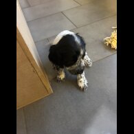 Working Cocker Spaniel - Both