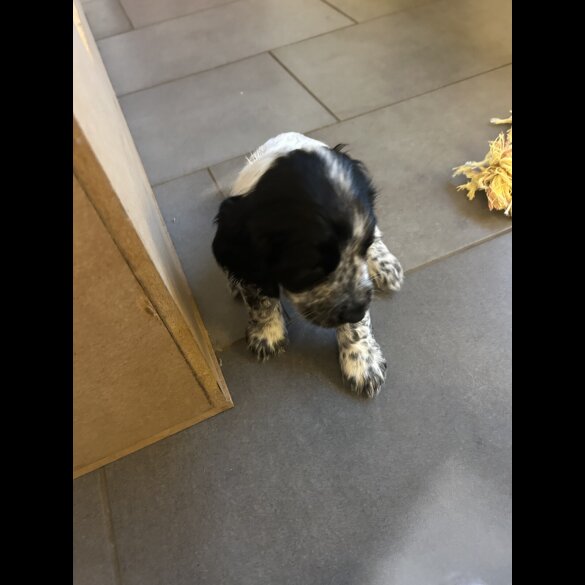 Working Cocker Spaniel - Both