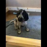Working Cocker Spaniel - Both