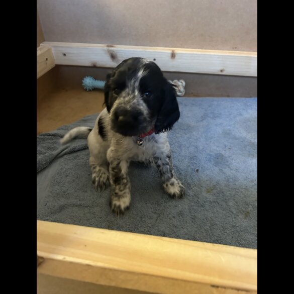 Working Cocker Spaniel - Both