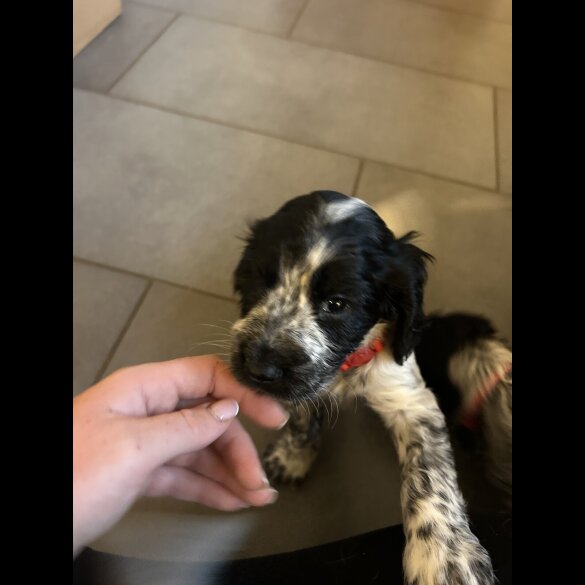 Working Cocker Spaniel - Both