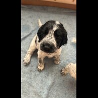 Working Cocker Spaniel - Both