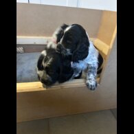 Working Cocker Spaniel - Both