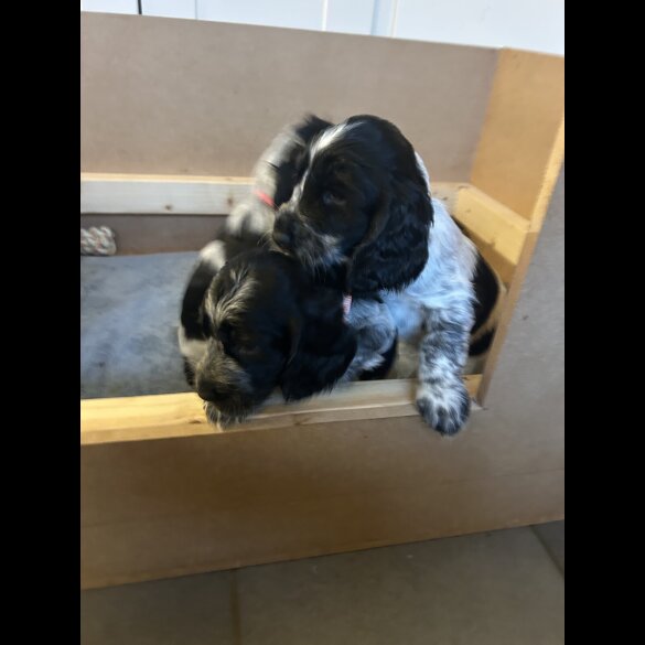 Working Cocker Spaniel - Both