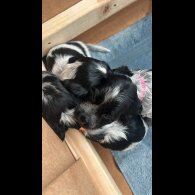 Working Cocker Spaniel - Both