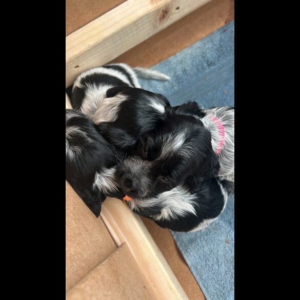 Working Cocker Spaniel - Both