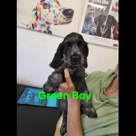 Working Cocker Spaniel - Both