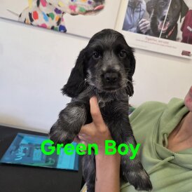 Working Cocker Spaniel - Both