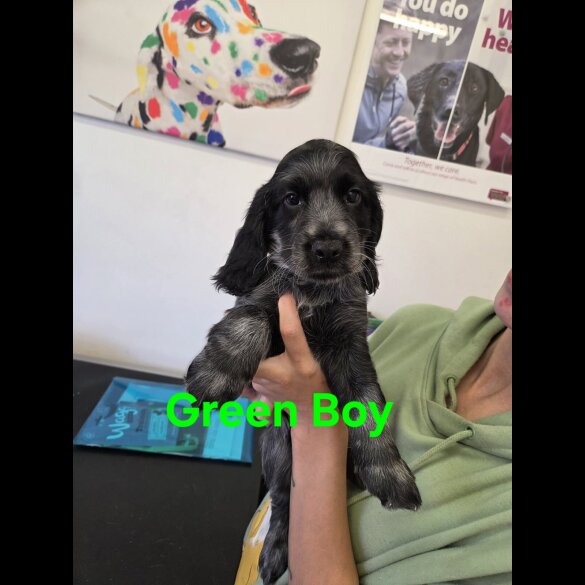Working Cocker Spaniel - Both