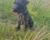 Patterdale Terrier