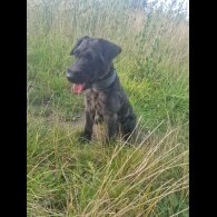 Patterdale Terrier