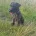 Patterdale Terrier