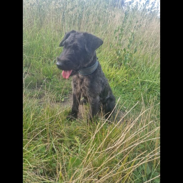 Patterdale Terrier