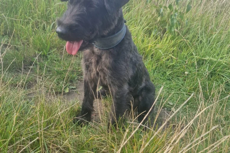 Patterdale Terrier