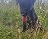 Patterdale Terrier
