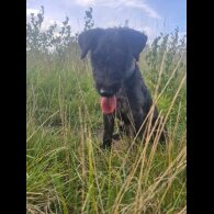 Patterdale Terrier