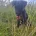 Patterdale Terrier