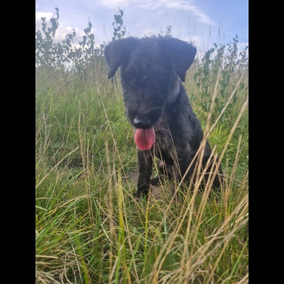 Patterdale Terrier