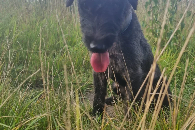 Patterdale Terrier