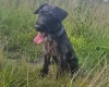 Patterdale Terrier