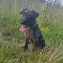 Patterdale Terrier
