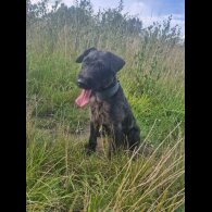 Patterdale Terrier