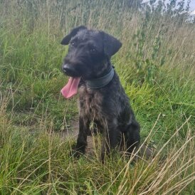Patterdale Terrier