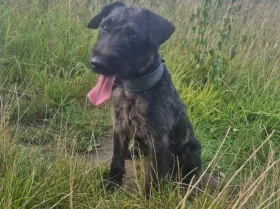 Patterdale Terrier