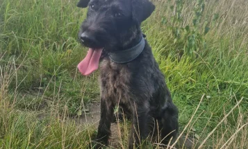 Patterdale Terrier
