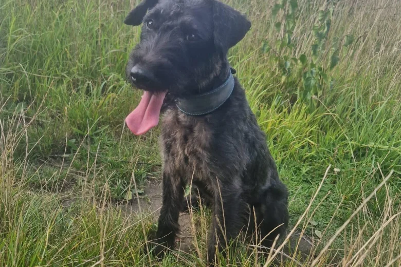 Patterdale Terrier