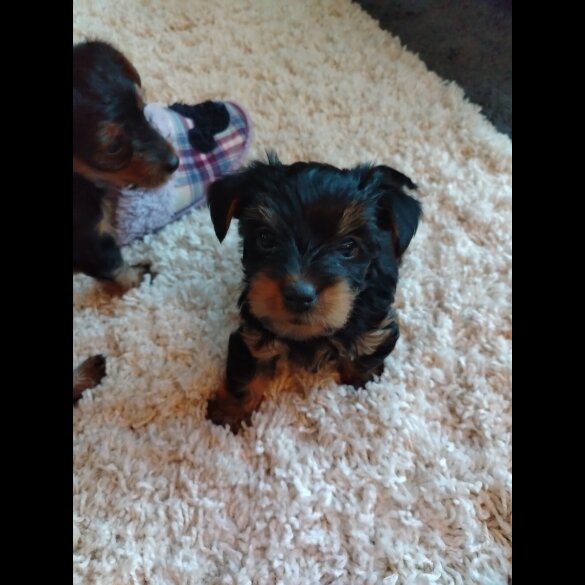 Yorkshire Terrier - Both