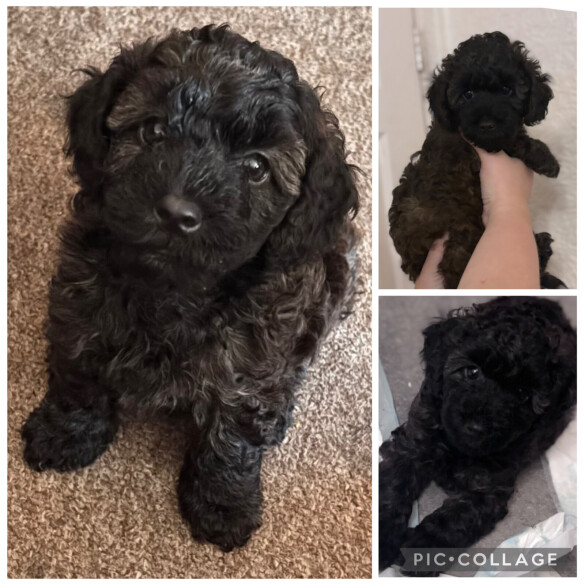 Yorkiepoo - Both