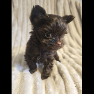 Yorkshire Terrier - Dogs