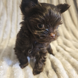 Yorkshire Terrier - Dogs