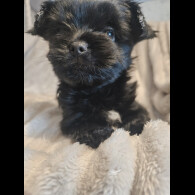 Yorkshire Terrier - Dogs