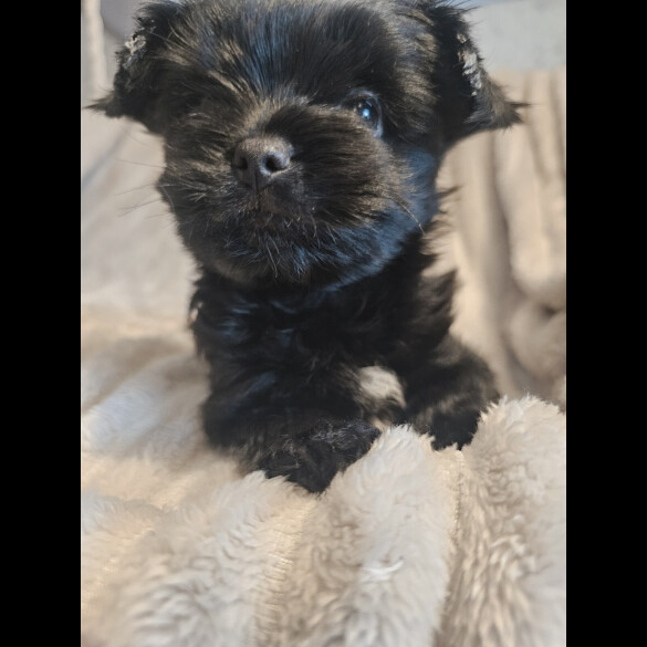 Yorkshire Terrier - Dogs