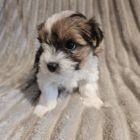 Yorkshire Terrier - Both