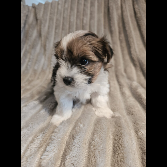 Yorkshire Terrier - Both