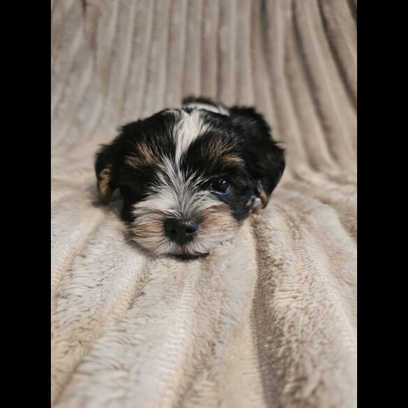 Yorkshire Terrier - Both