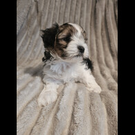 Yorkshire Terrier - Both