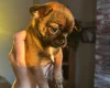 Chihuahua Smooth Coat