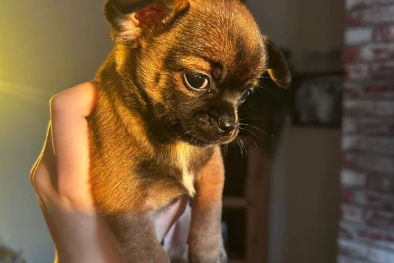 Chihuahua Smooth Coat