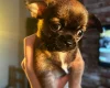 Chihuahua Smooth Coat