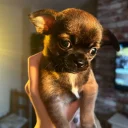 Chihuahua Smooth Coat