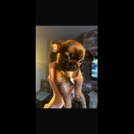 Chihuahua Smooth Coat