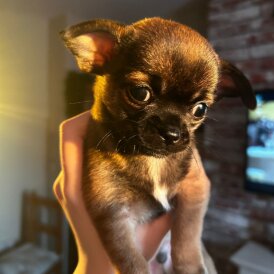 Chihuahua Smooth Coat