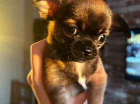 Chihuahua Smooth Coat