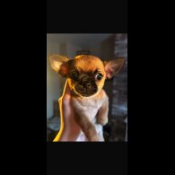 Chihuahua Smooth Coat