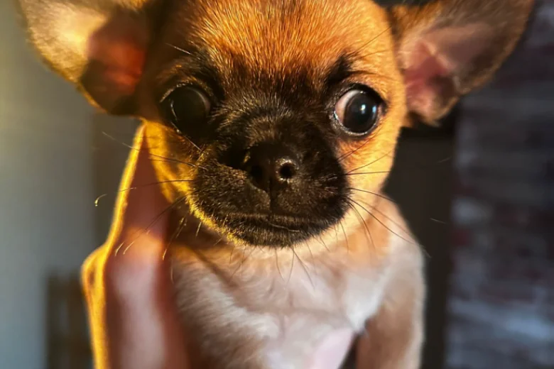 Chihuahua Smooth Coat
