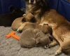 Chihuahua Smooth Coat